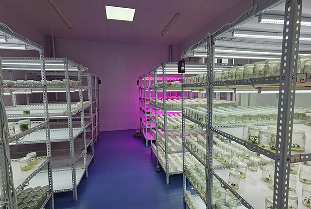 科技助力阜新脱毒种薯种苗产业发展1.jpg