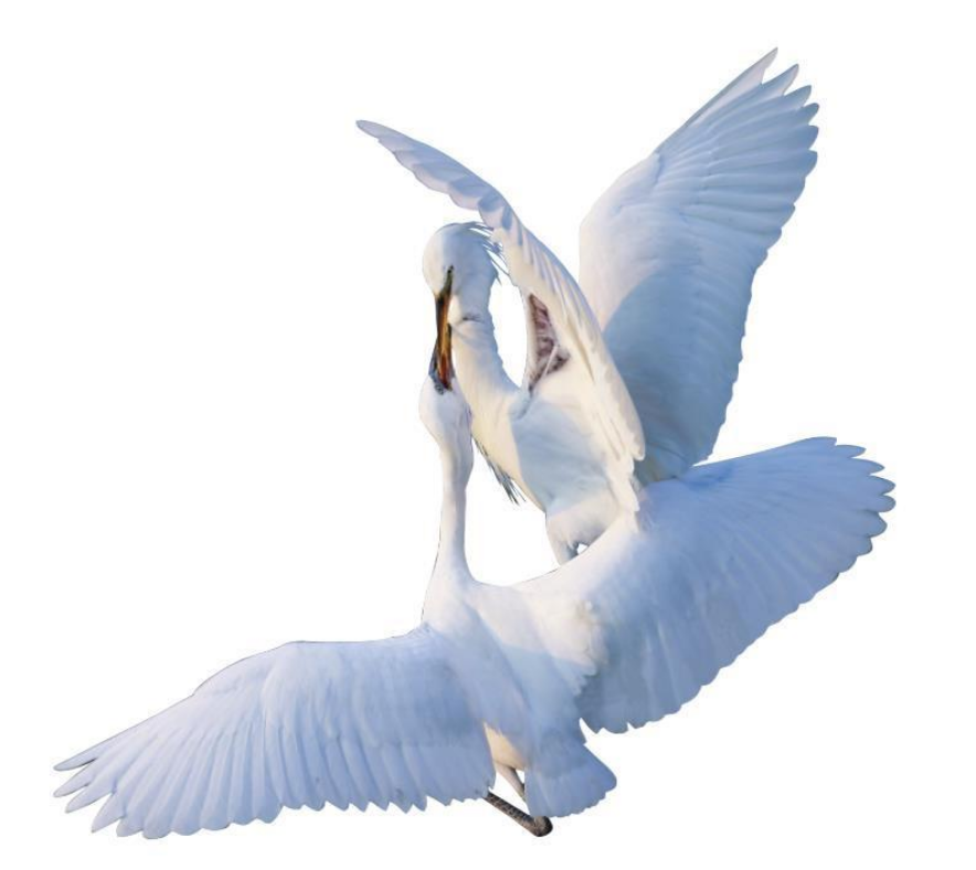 6e8acefc95dfb6c213642663389210f0.png